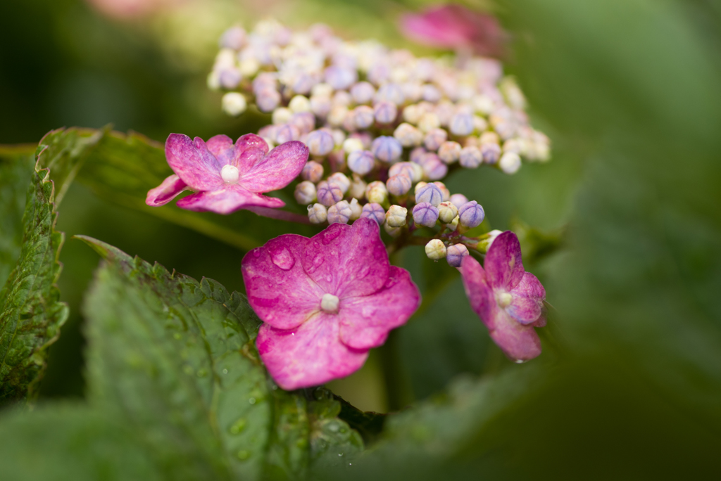 紫陽花