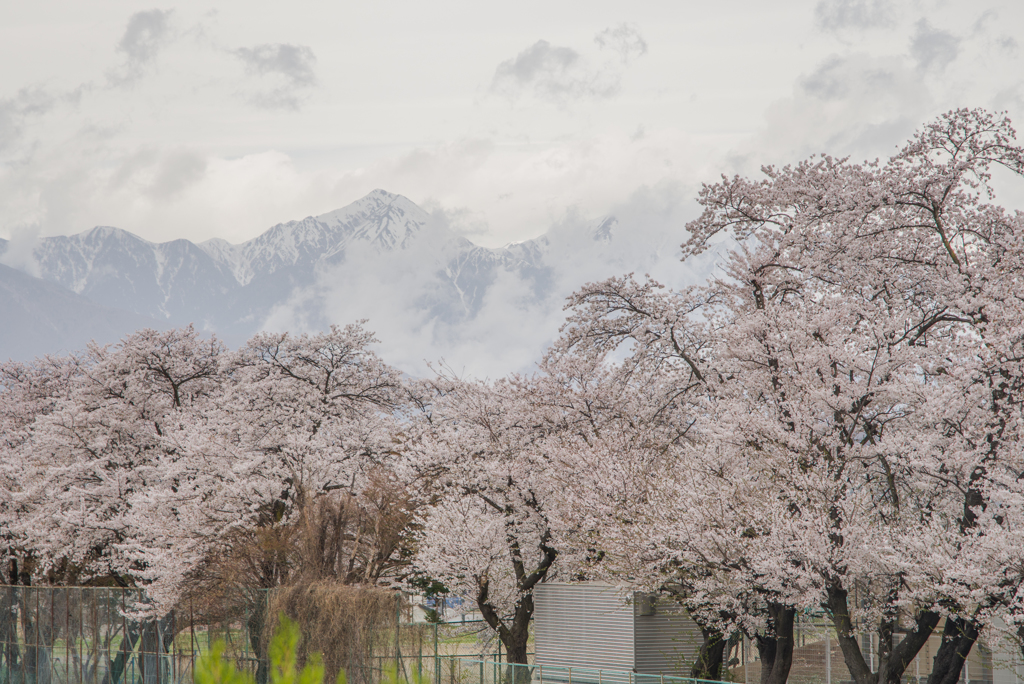 曇天の桜と北アルプス