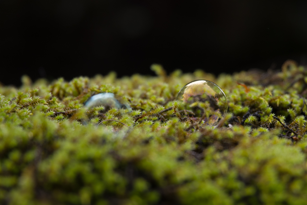 苔としゃぼん　２