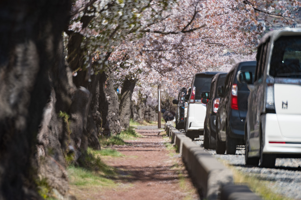 桜の通り道