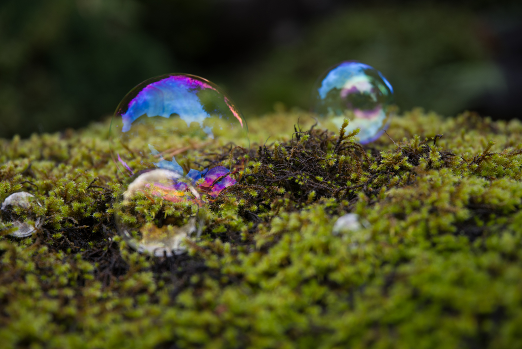 苔としゃぼん　３