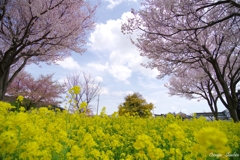 はる