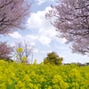 はる