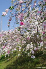 リアルもち花