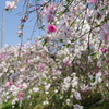 リアルもち花