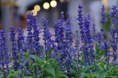 夕暮れの花壇