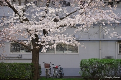 さくらの木の下の三人兄弟