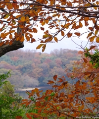 紅葉のまど