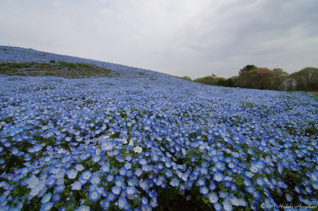 ネモフィラの川