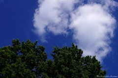 夏の空