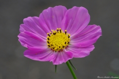 花のいのち