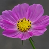 花のいのち