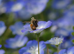 Bee
