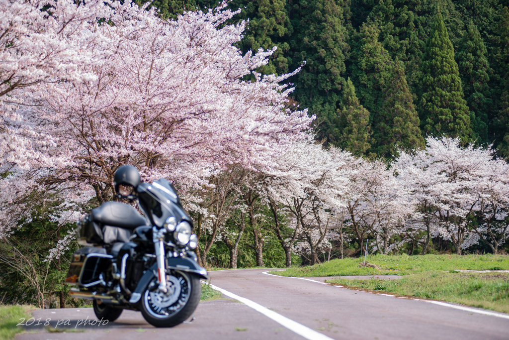 名もなき桜街道を往く