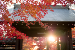 川口市 興禅院 紅葉