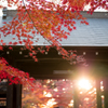 川口市 興禅院 紅葉