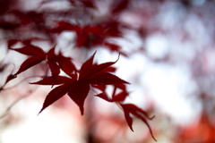 川口市 興禅院 紅葉