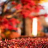 川口市 興禅院 紅葉