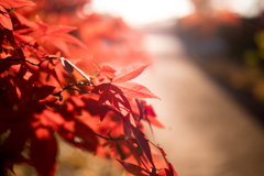 川口市 興禅院 紅葉