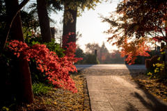 川口市 興禅院 紅葉
