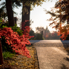 川口市 興禅院 紅葉