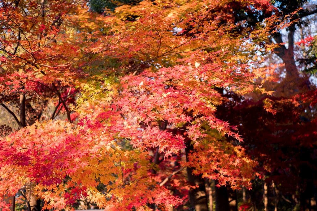 川口市 興禅院 紅葉