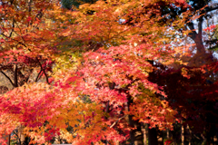 川口市 興禅院 紅葉