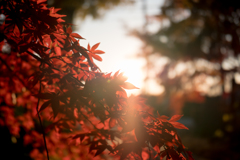 川口市 興禅院 紅葉