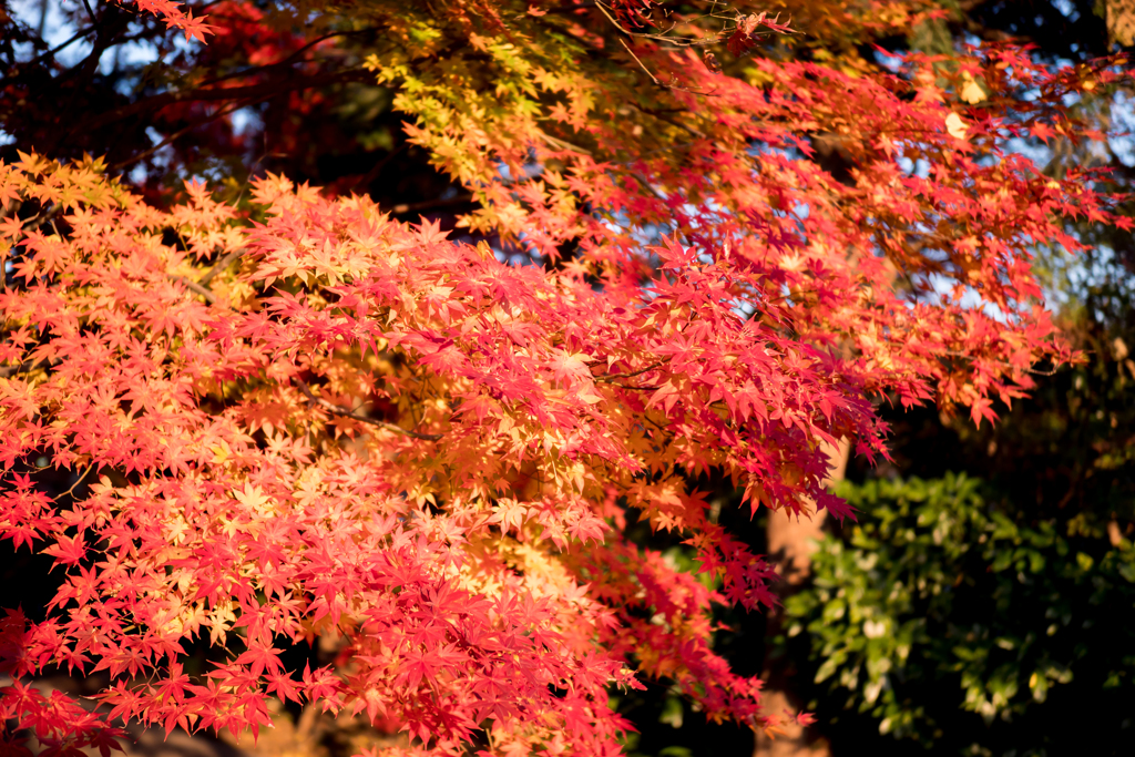 川口市 興禅院 紅葉
