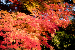 川口市 興禅院 紅葉