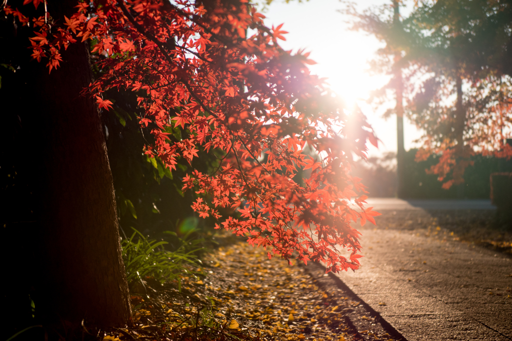 川口市 興禅院 紅葉