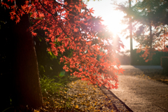 川口市 興禅院 紅葉