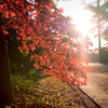 川口市 興禅院 紅葉