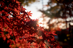 川口市 興禅院 紅葉