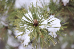 雪化粧