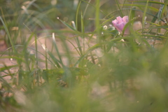 朝露と共に