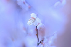 咲いたね