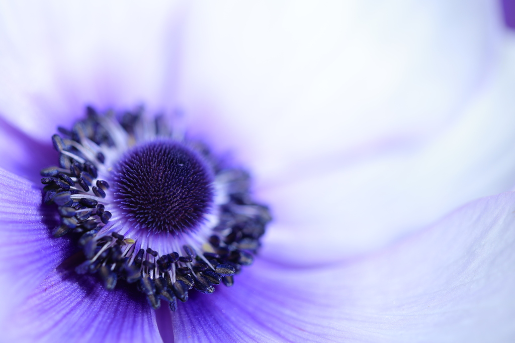 Purple eyes