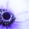 Purple eyes