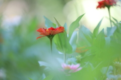 百日草