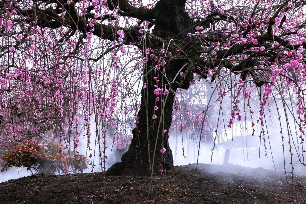 霧梅