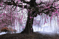 霧梅