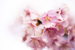夢桜