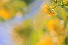 菜の花