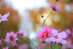 晩秋の秋桜
