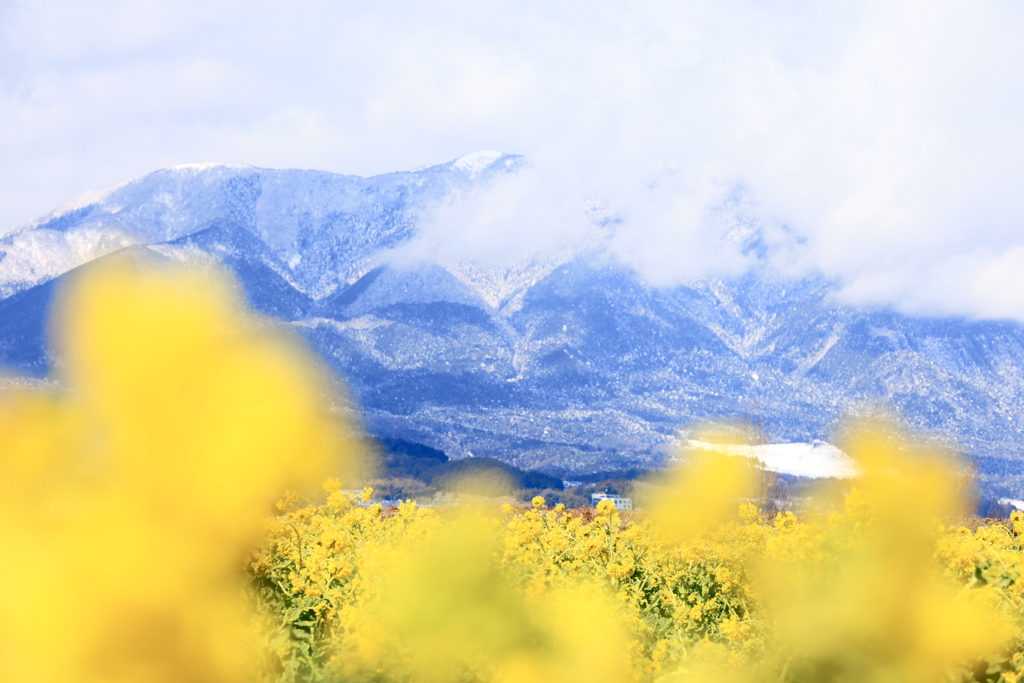 花と山