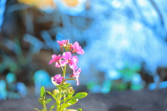 oleander