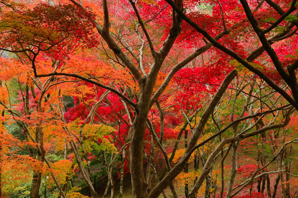 紅葉