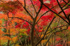 紅葉