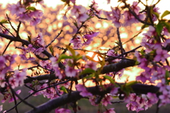 朝桜